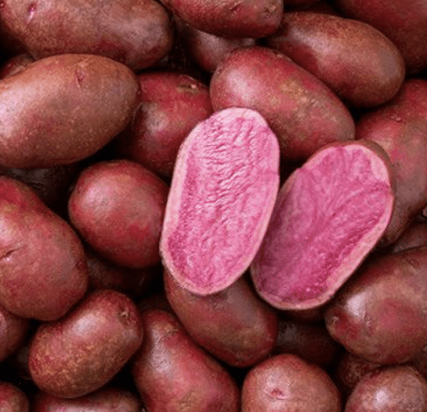 Potato - Amarosa